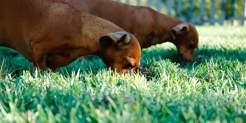 巴黎清晨集市的法式艺术：从鲜花选购到早餐搭配，沉浸式体验一日之雅