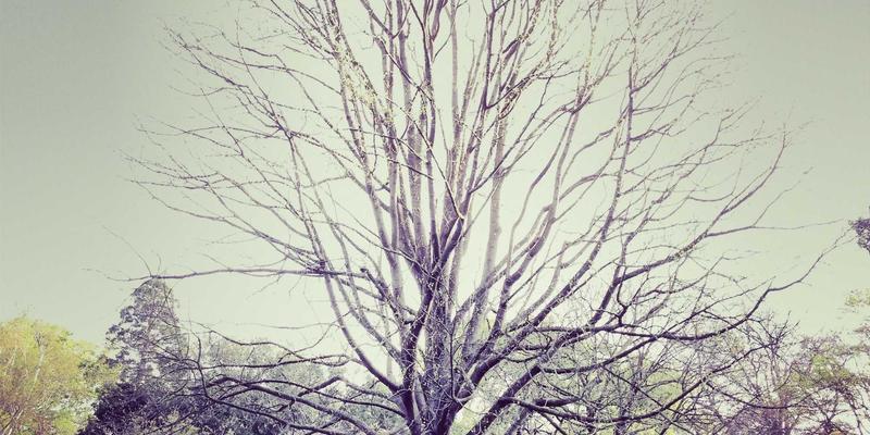 时光淬炼的优雅:探寻法国即将消失的传统手工技艺